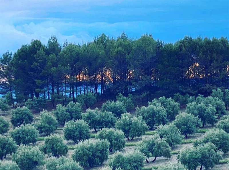 The conservation and promotion of local olives varieties: matihuela